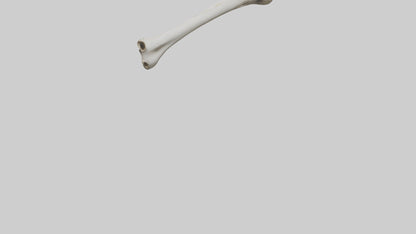 3D model Giraffe Humerus VR / AR / low-poly