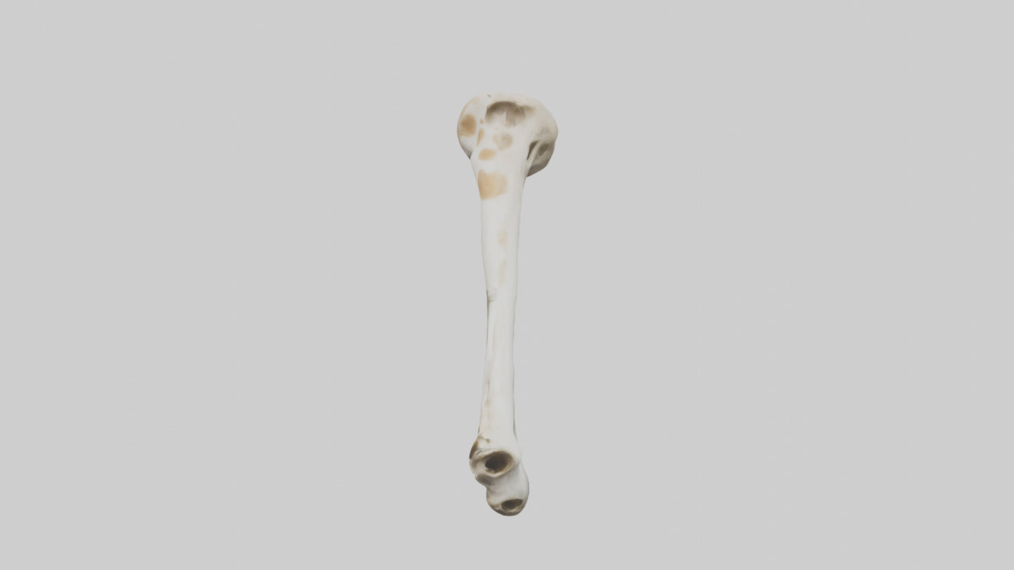 3D model Giraffe Humerus VR / AR / low-poly