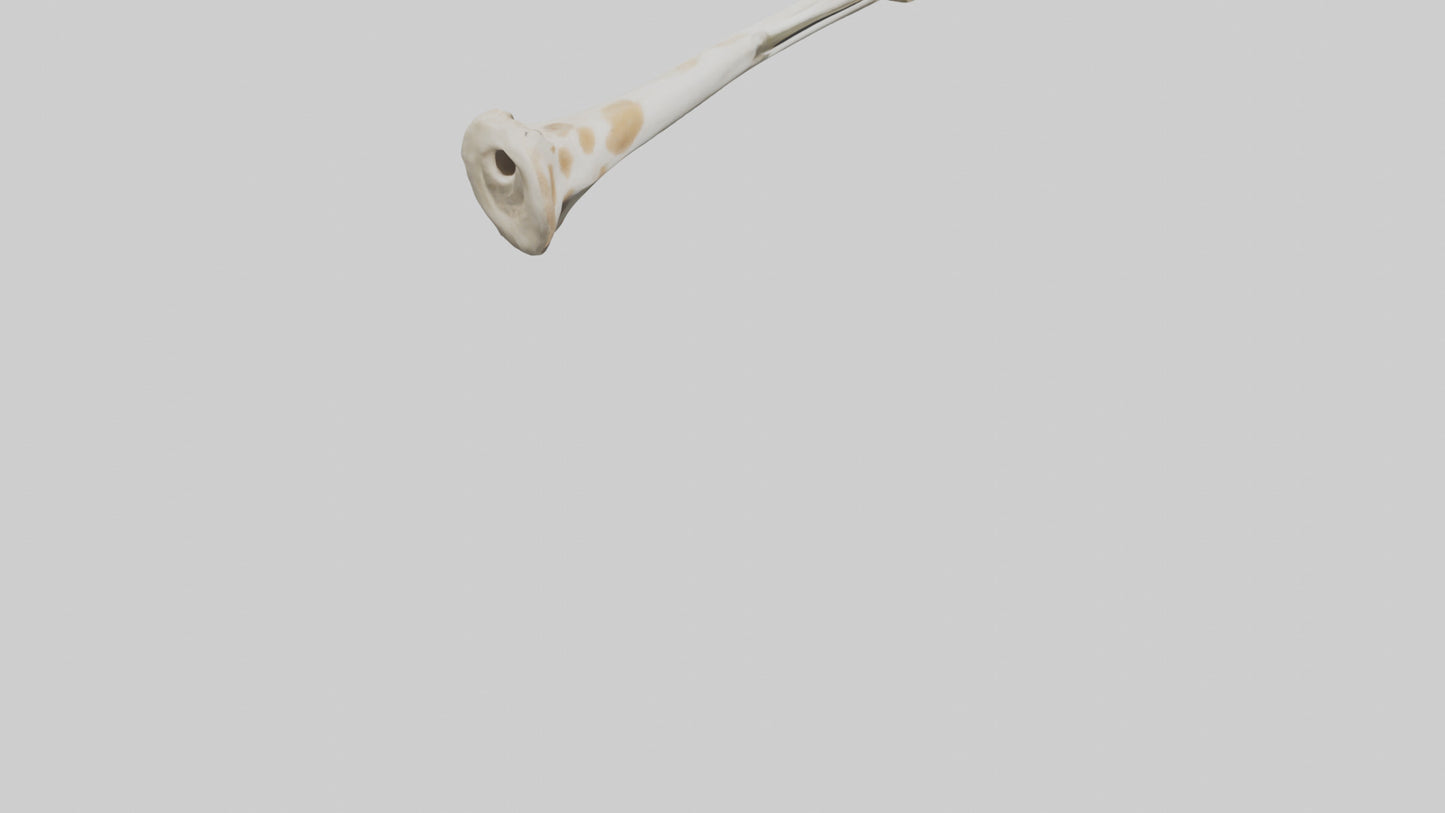 3D model Giraffe Humerus VR / AR / low-poly