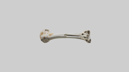3D model Giraffe Humerus VR / AR / low-poly