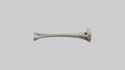 3D model Giraffe Humerus VR / AR / low-poly