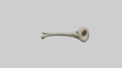 3D model Giraffe Humerus VR / AR / low-poly