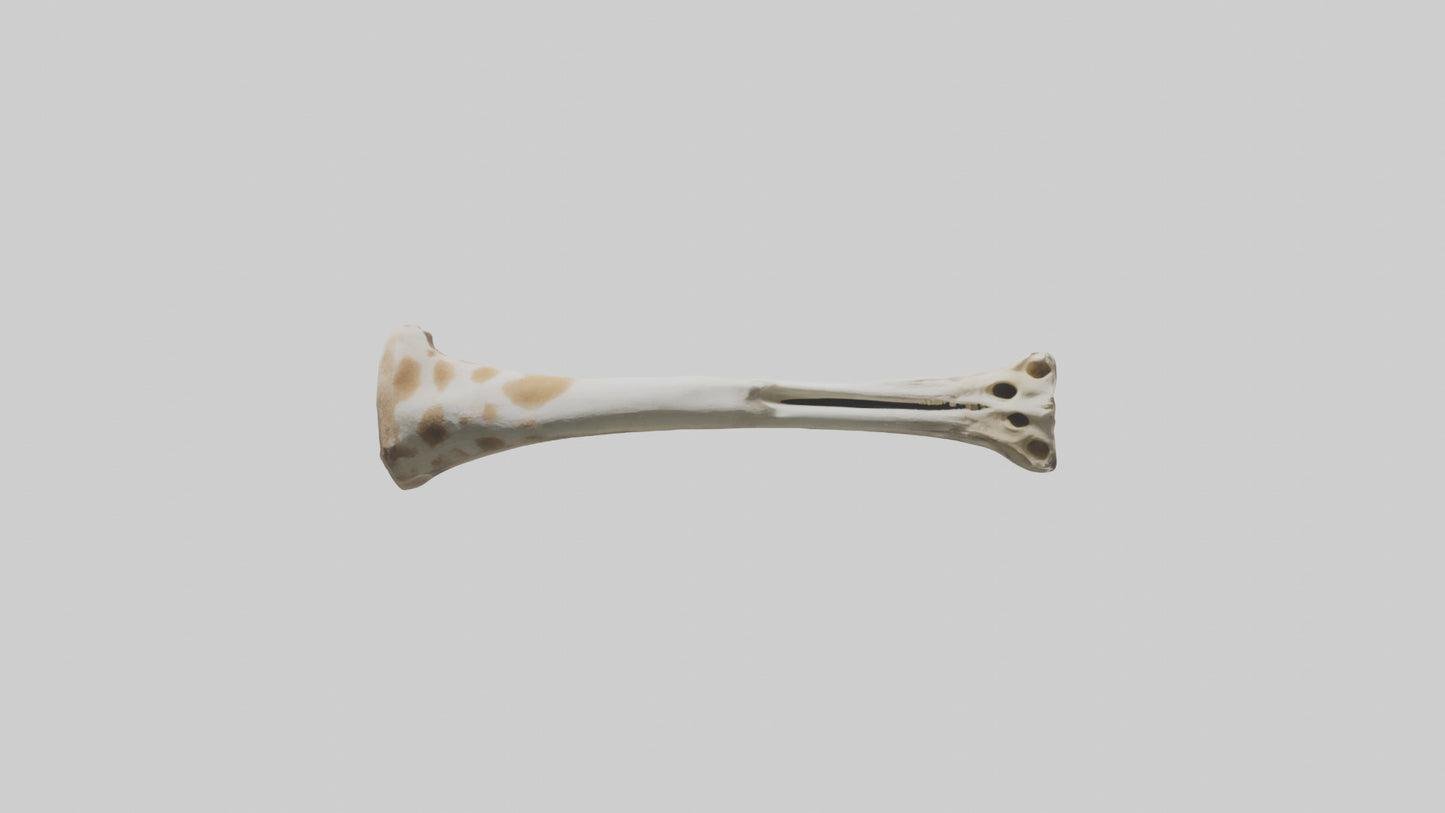 3D model Giraffe Humerus VR / AR / low-poly