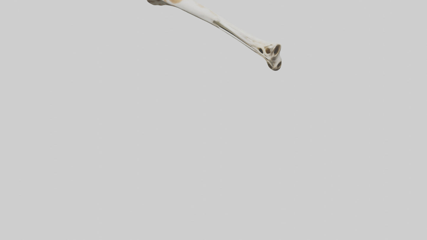 3D model Giraffe Humerus VR / AR / low-poly