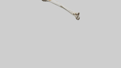 3D model Giraffe Humerus VR / AR / low-poly