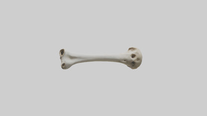 3D model Giraffe Humerus VR / AR / low-poly