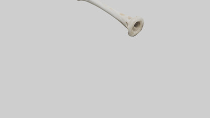 3D model Giraffe Humerus VR / AR / low-poly