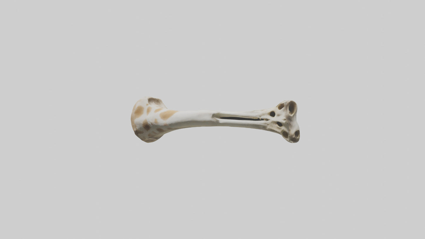 3D model Giraffe Humerus VR / AR / low-poly