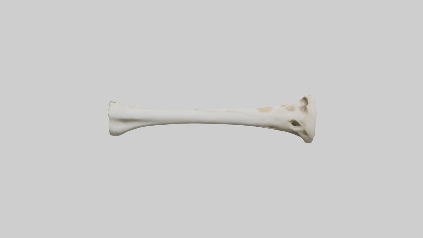 3D model Giraffe Humerus VR / AR / low-poly
