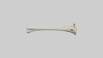 3D model Giraffe Humerus VR / AR / low-poly