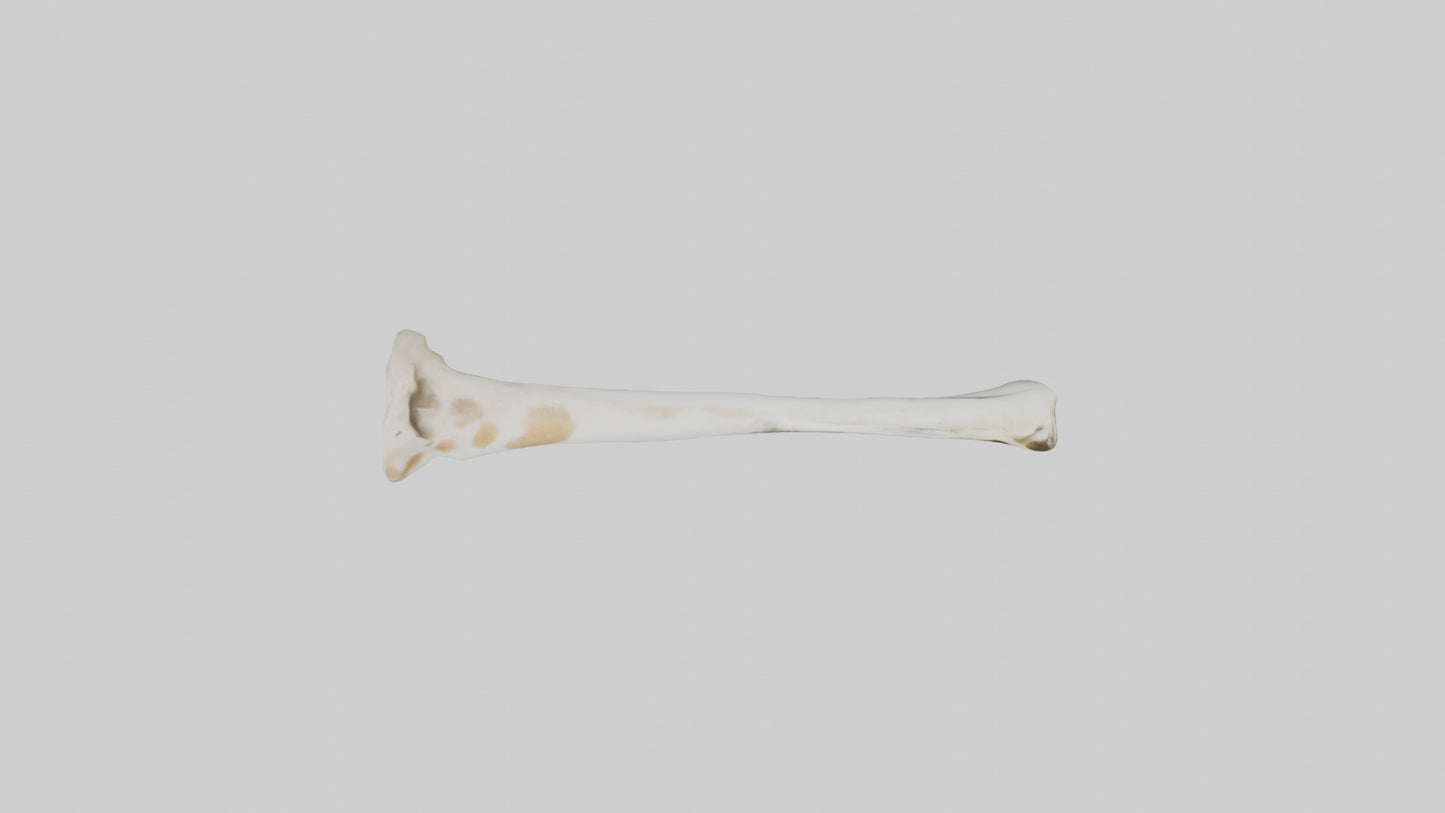 3D model Giraffe Humerus VR / AR / low-poly