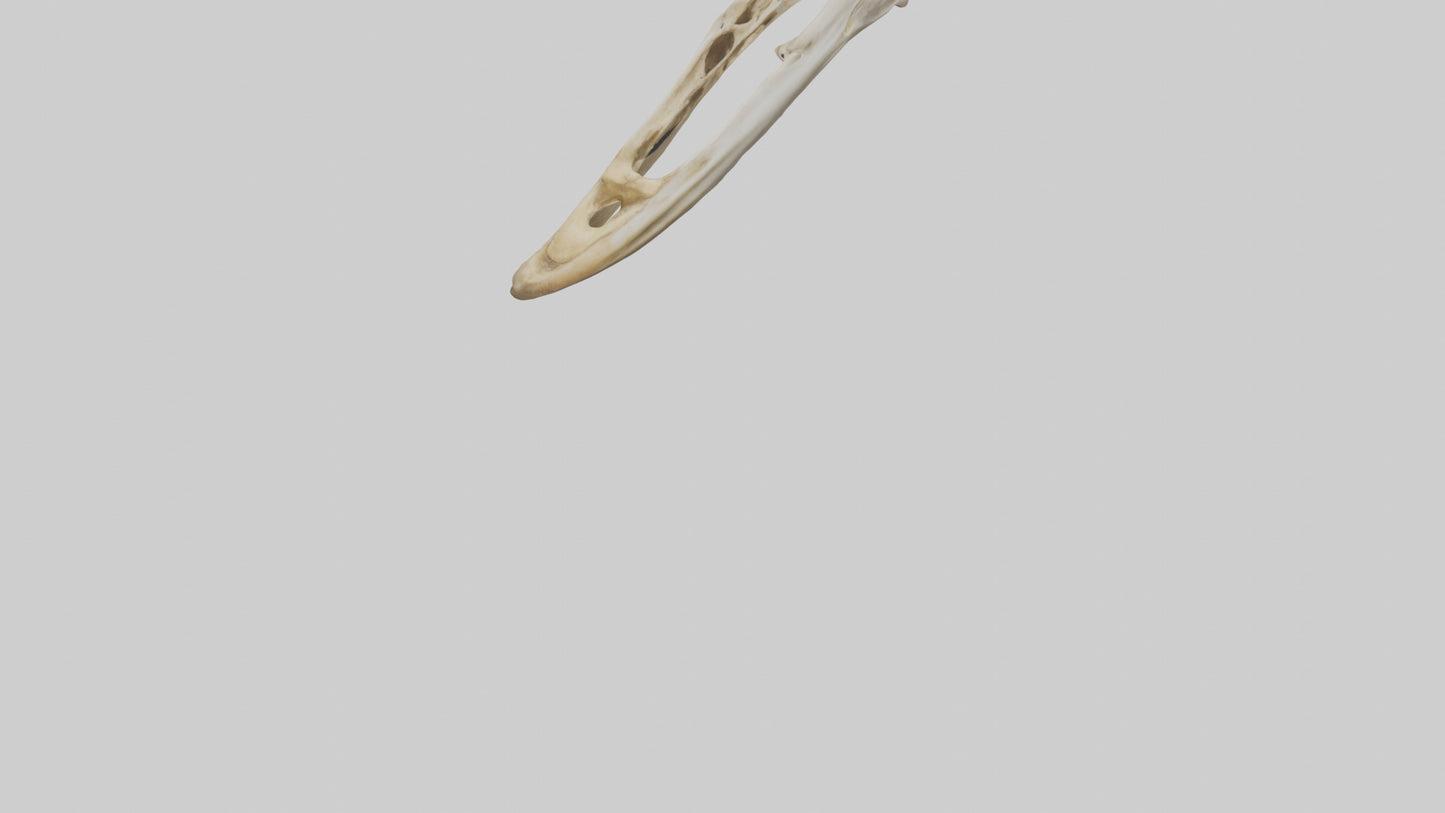 3D model Giraffe Jawbone VR / AR / low-poly