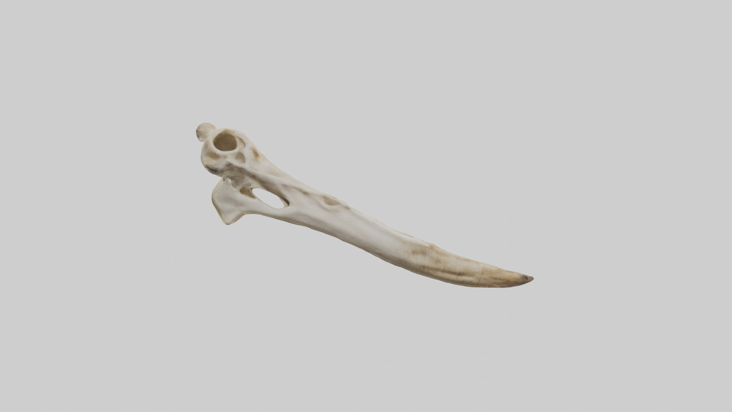 3D model Giraffe Jawbone VR / AR / low-poly