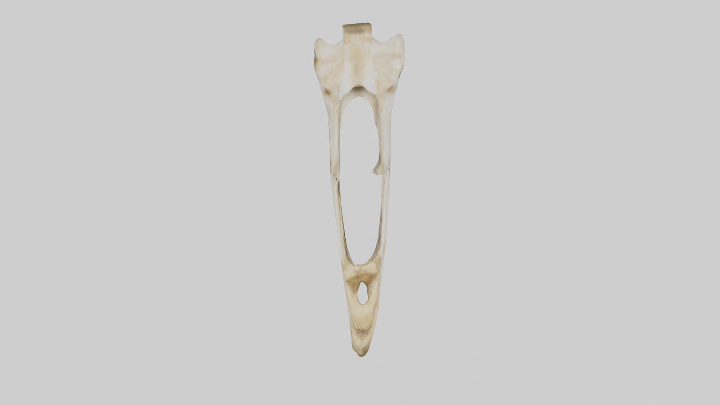 3D model Giraffe Jawbone VR / AR / low-poly