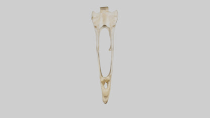 3D model Giraffe Jawbone VR / AR / low-poly