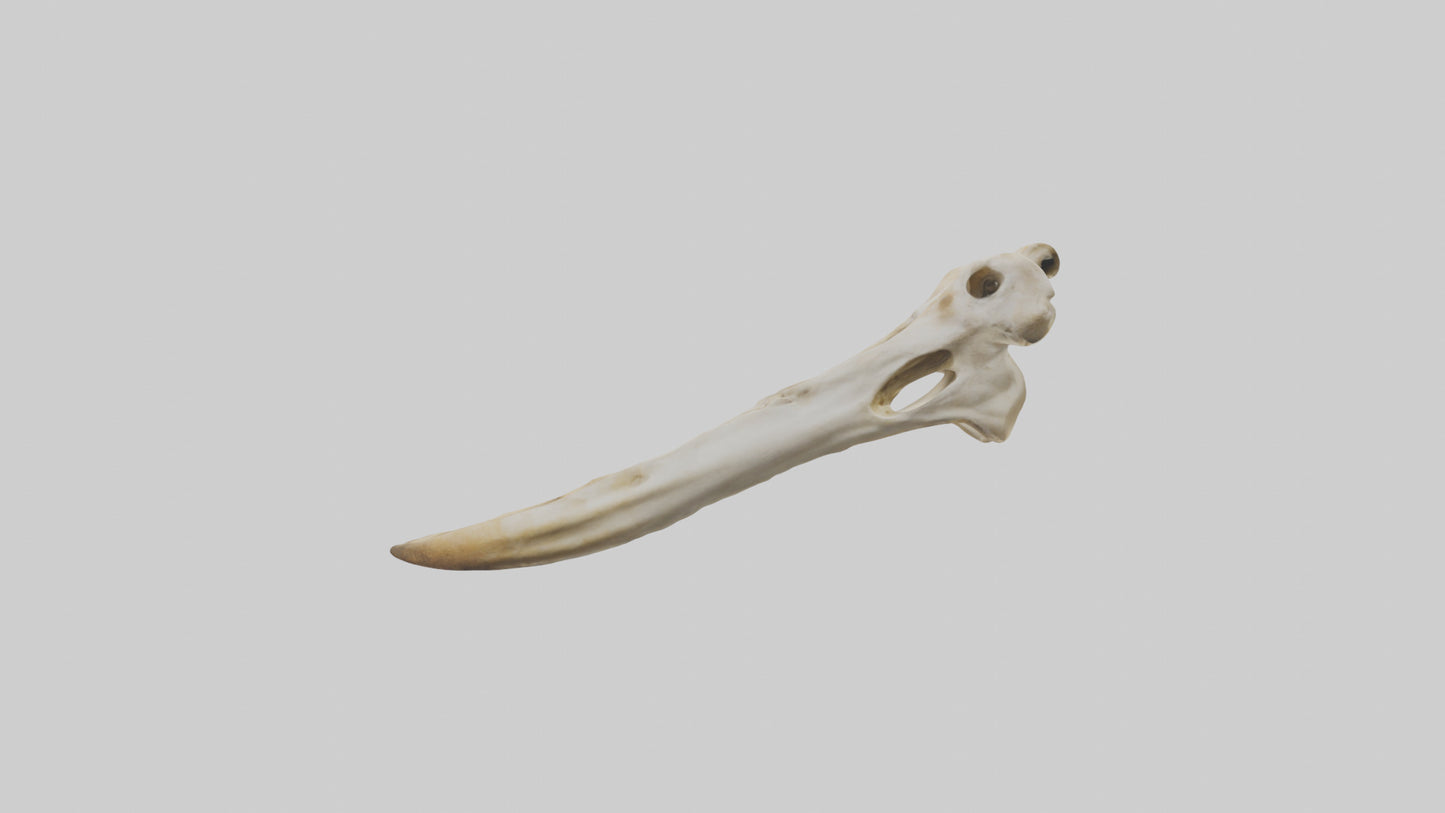3D model Giraffe Jawbone VR / AR / low-poly