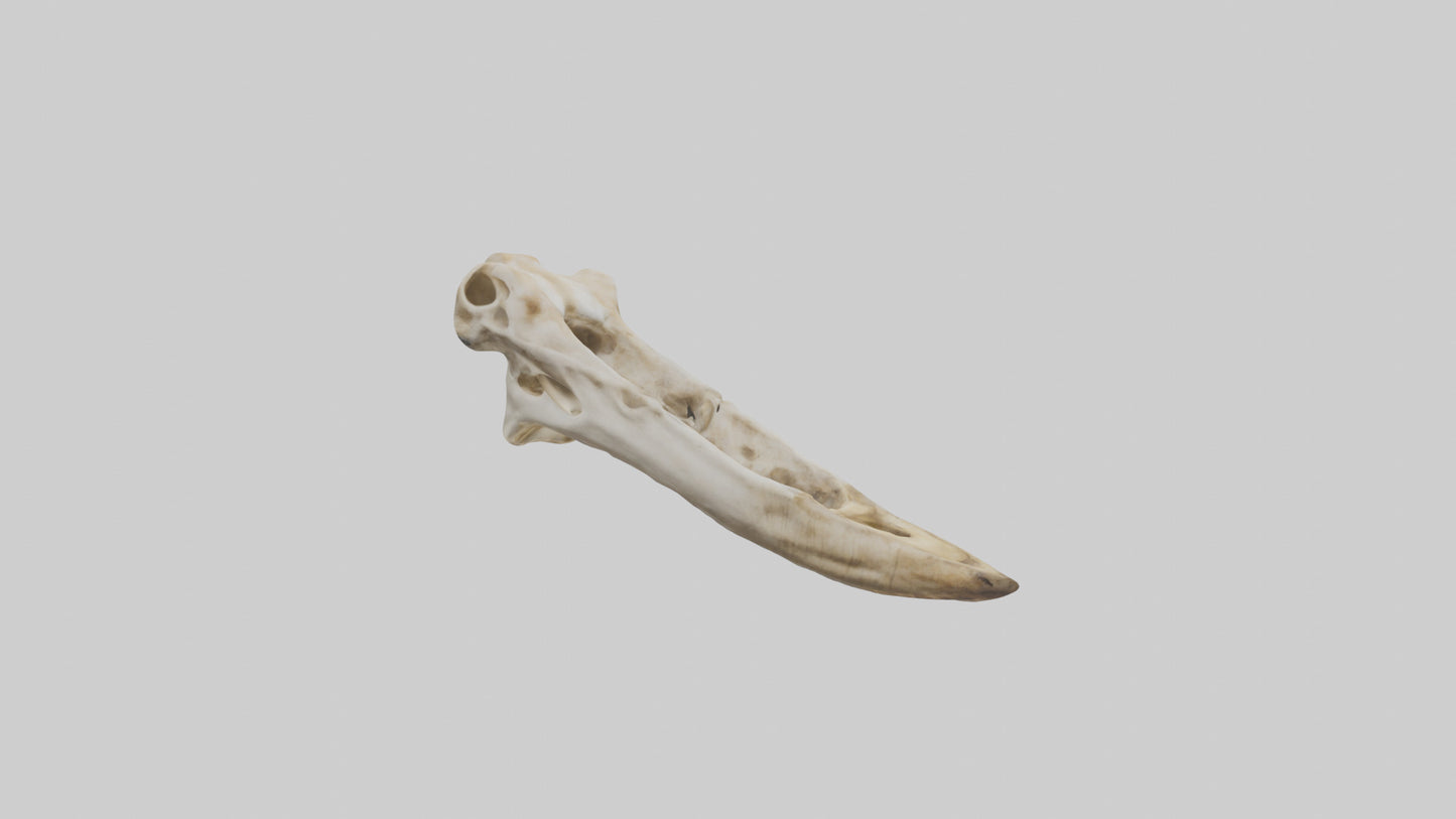 3D model Giraffe Jawbone VR / AR / low-poly