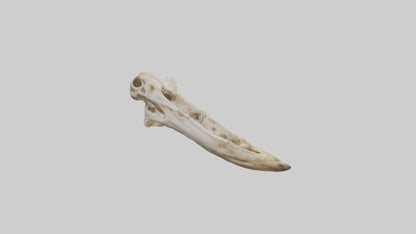 3D model Giraffe Jawbone VR / AR / low-poly