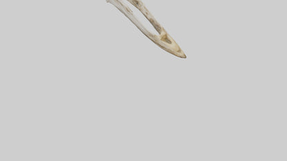 3D model Giraffe Jawbone VR / AR / low-poly