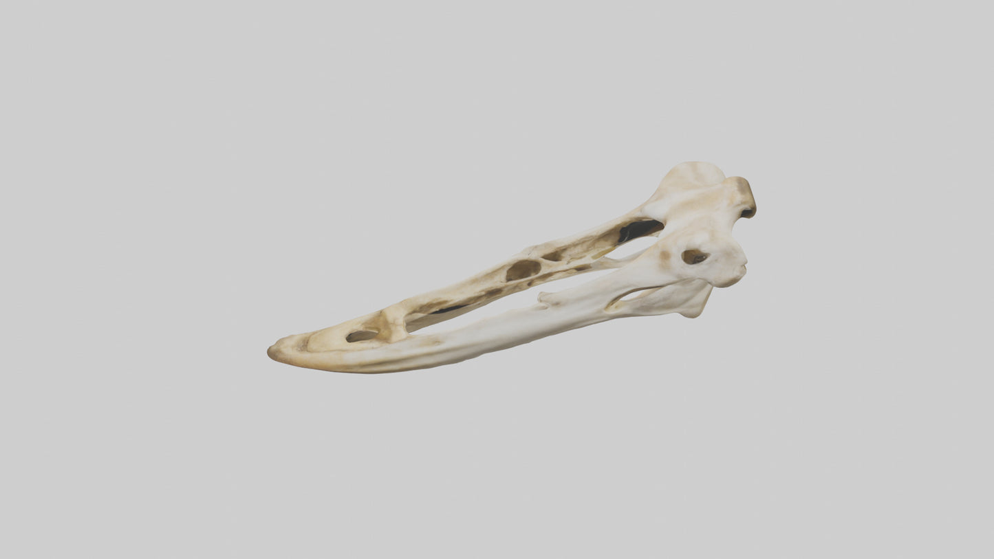 3D model Giraffe Jawbone VR / AR / low-poly