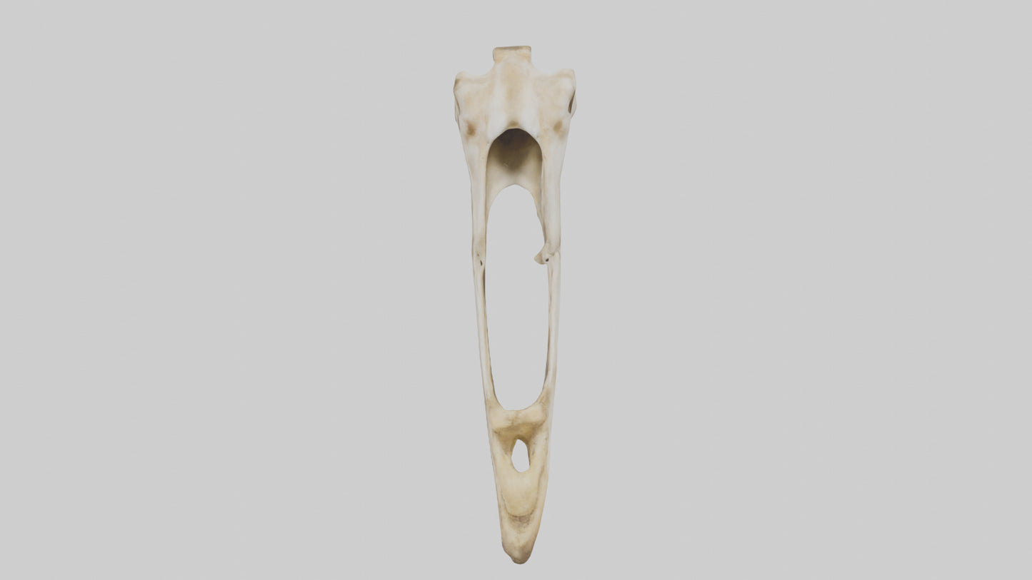 3D model Giraffe Jawbone VR / AR / low-poly