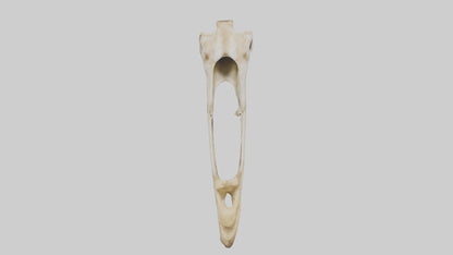 3D model Giraffe Jawbone VR / AR / low-poly
