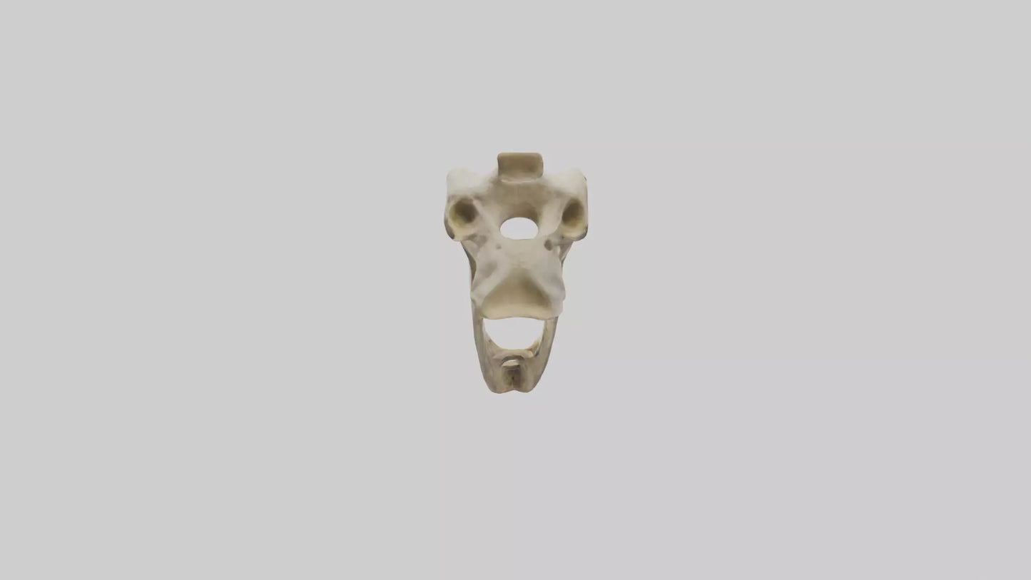 3D model Giraffe Jawbone VR / AR / low-poly