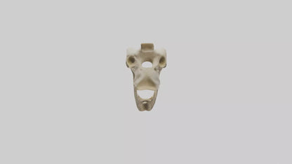 3D model Giraffe Jawbone VR / AR / low-poly