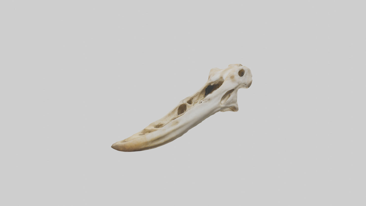 3D model Giraffe Jawbone VR / AR / low-poly