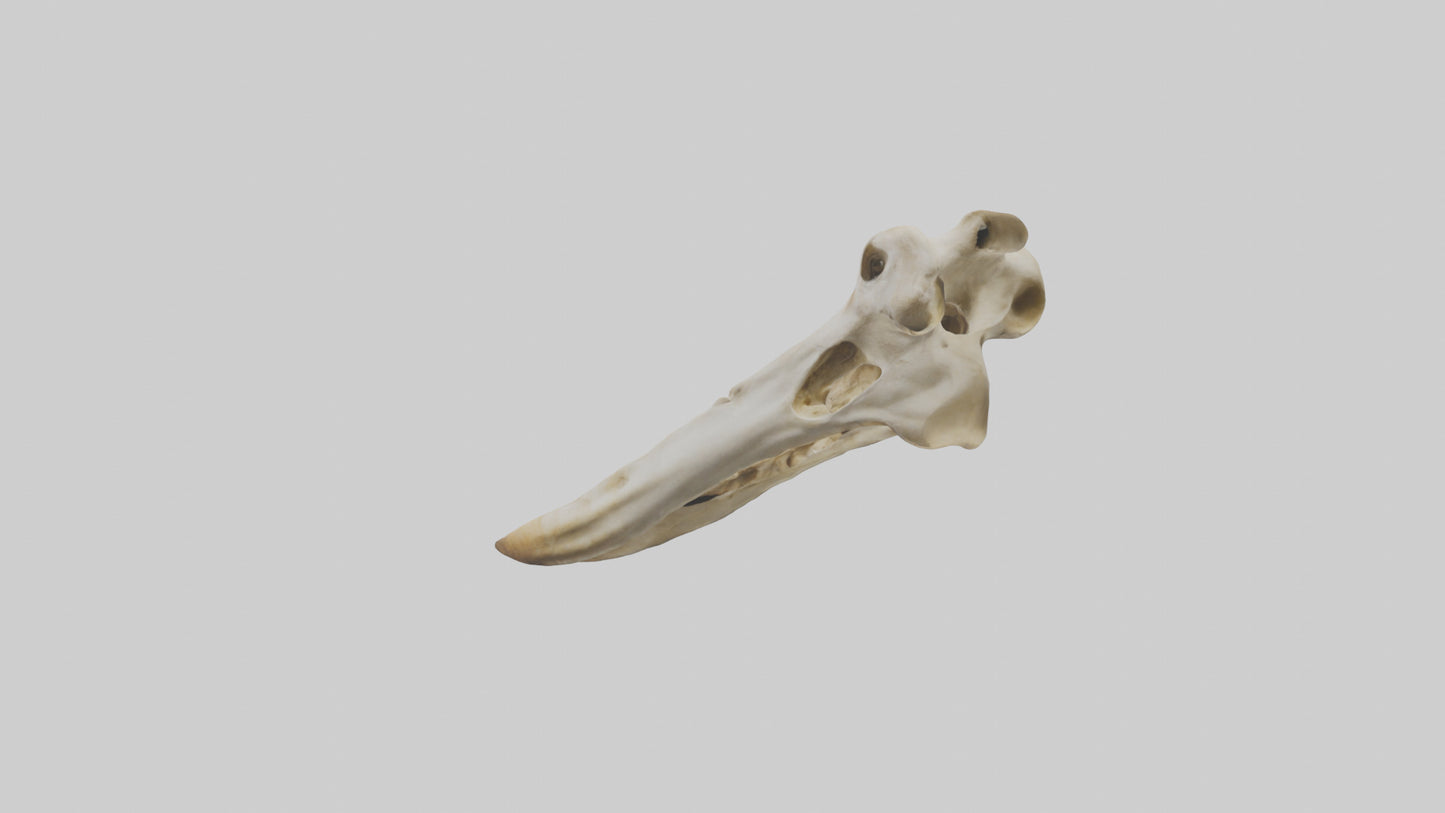3D model Giraffe Jawbone VR / AR / low-poly