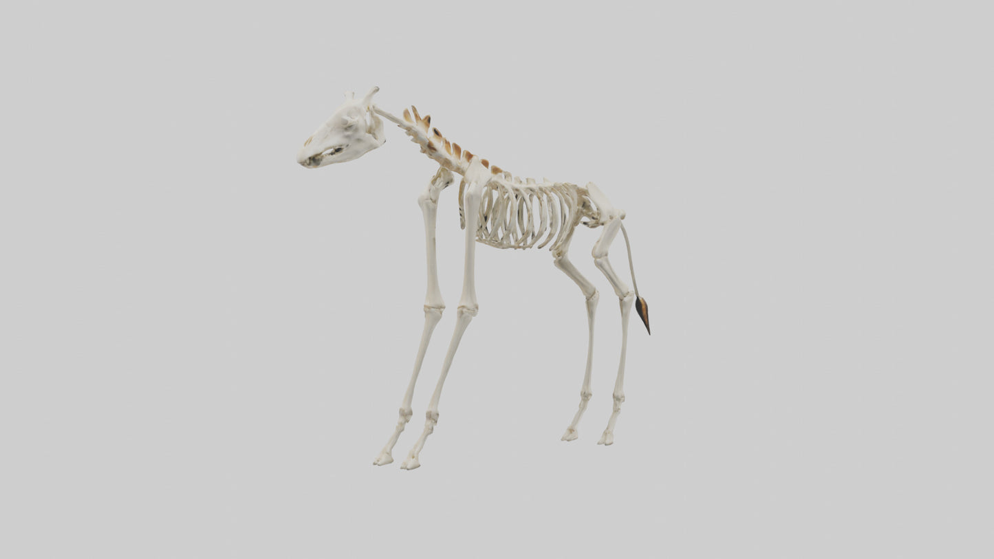 3D model Giraffe Leg Skeleton model VR / AR / low-poly