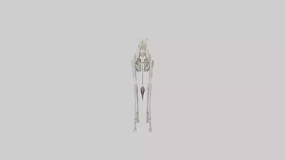 3D model Giraffe Leg Skeleton model VR / AR / low-poly