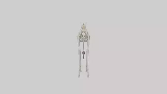 3D model Giraffe Leg Skeleton model VR / AR / low-poly