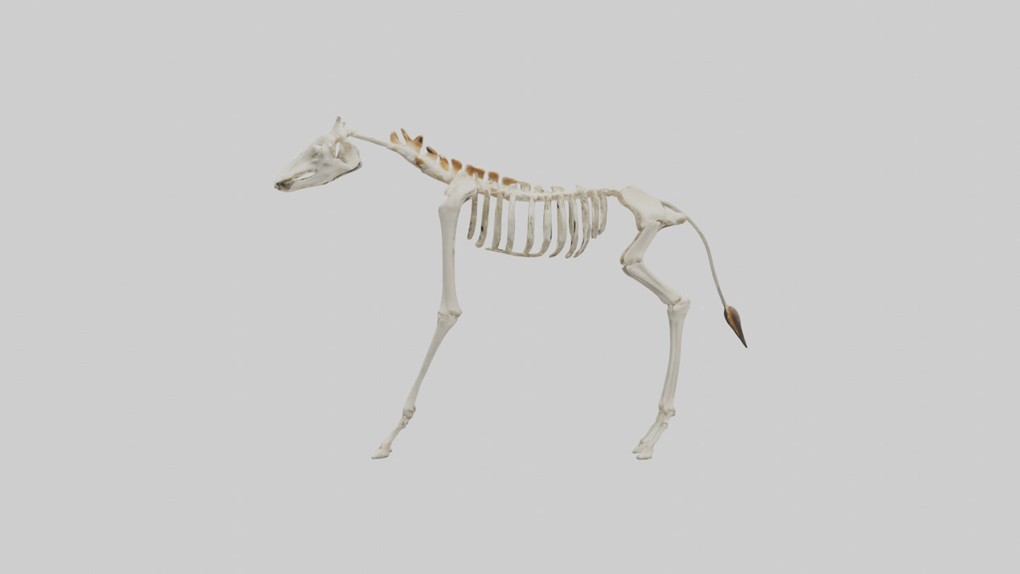 3D model Giraffe Leg Skeleton model VR / AR / low-poly