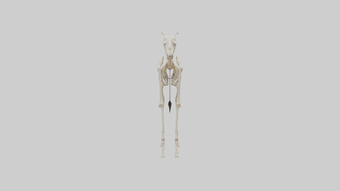 3D model Giraffe Leg Skeleton model VR / AR / low-poly
