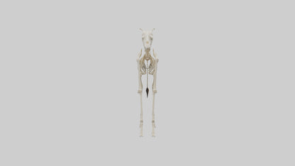 3D model Giraffe Leg Skeleton model VR / AR / low-poly