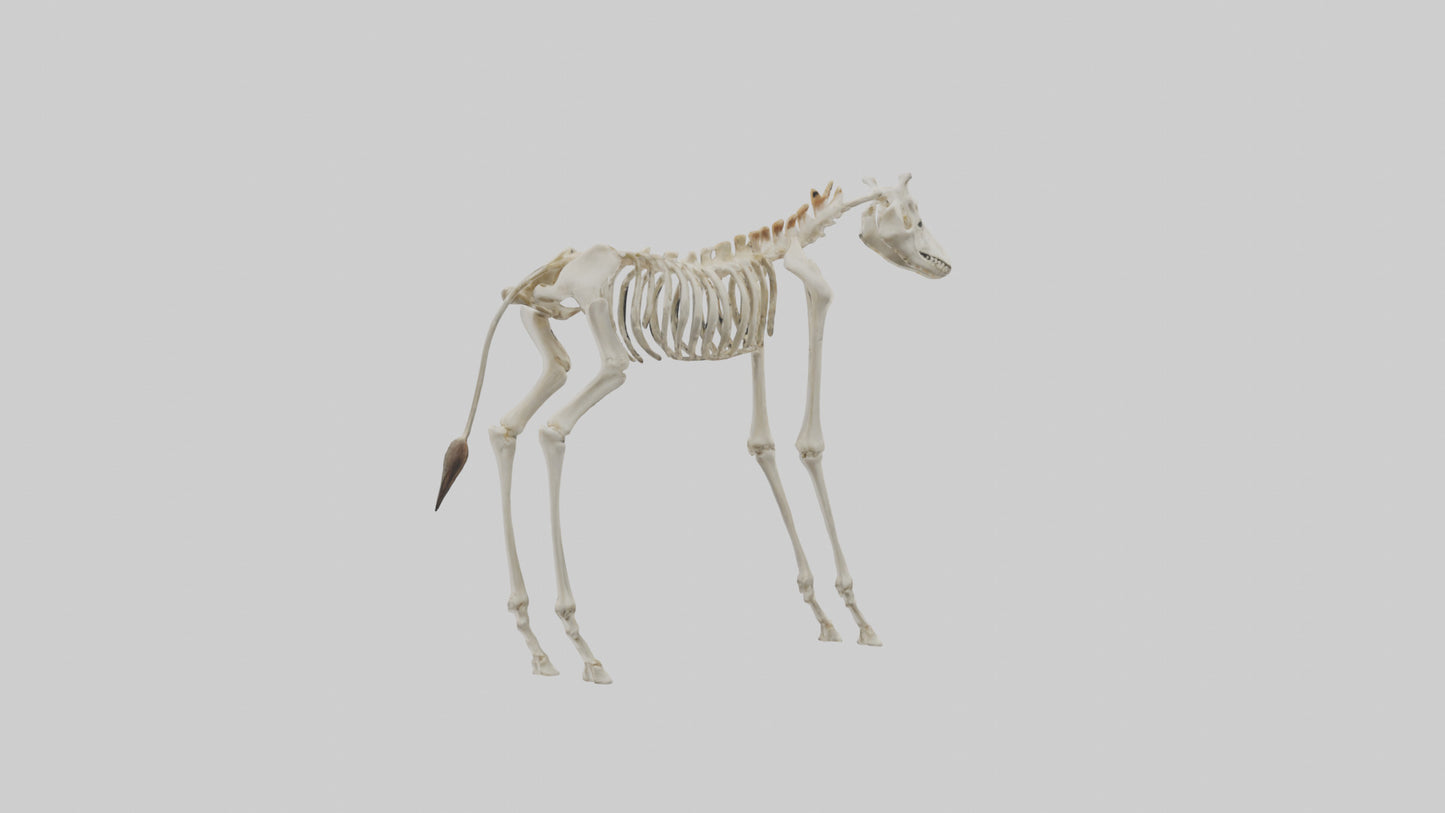 3D model Giraffe Leg Skeleton model VR / AR / low-poly