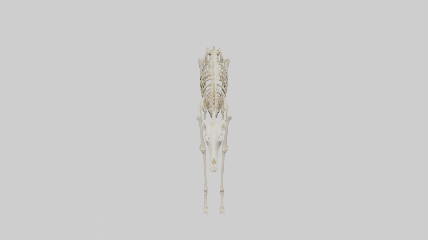 3D model Giraffe Leg Skeleton model VR / AR / low-poly