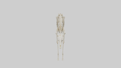 3D model Giraffe Leg Skeleton model VR / AR / low-poly