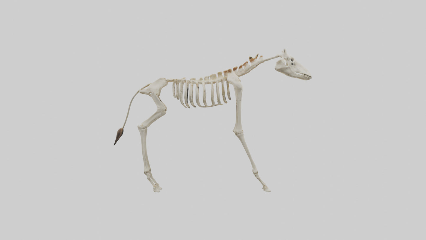 3D model Giraffe Leg Skeleton model VR / AR / low-poly