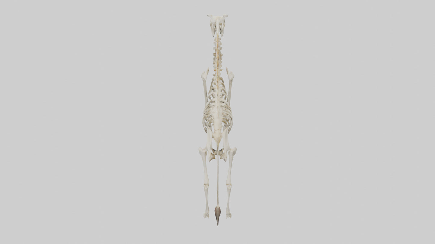 3D model Giraffe Leg Skeleton model VR / AR / low-poly