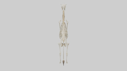 3D model Giraffe Leg Skeleton model VR / AR / low-poly