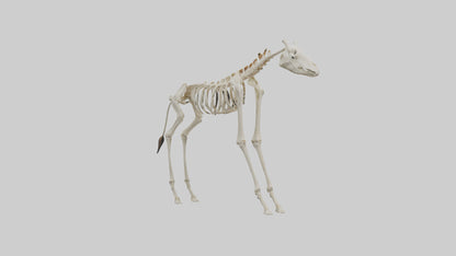 3D model Giraffe Leg Skeleton model VR / AR / low-poly