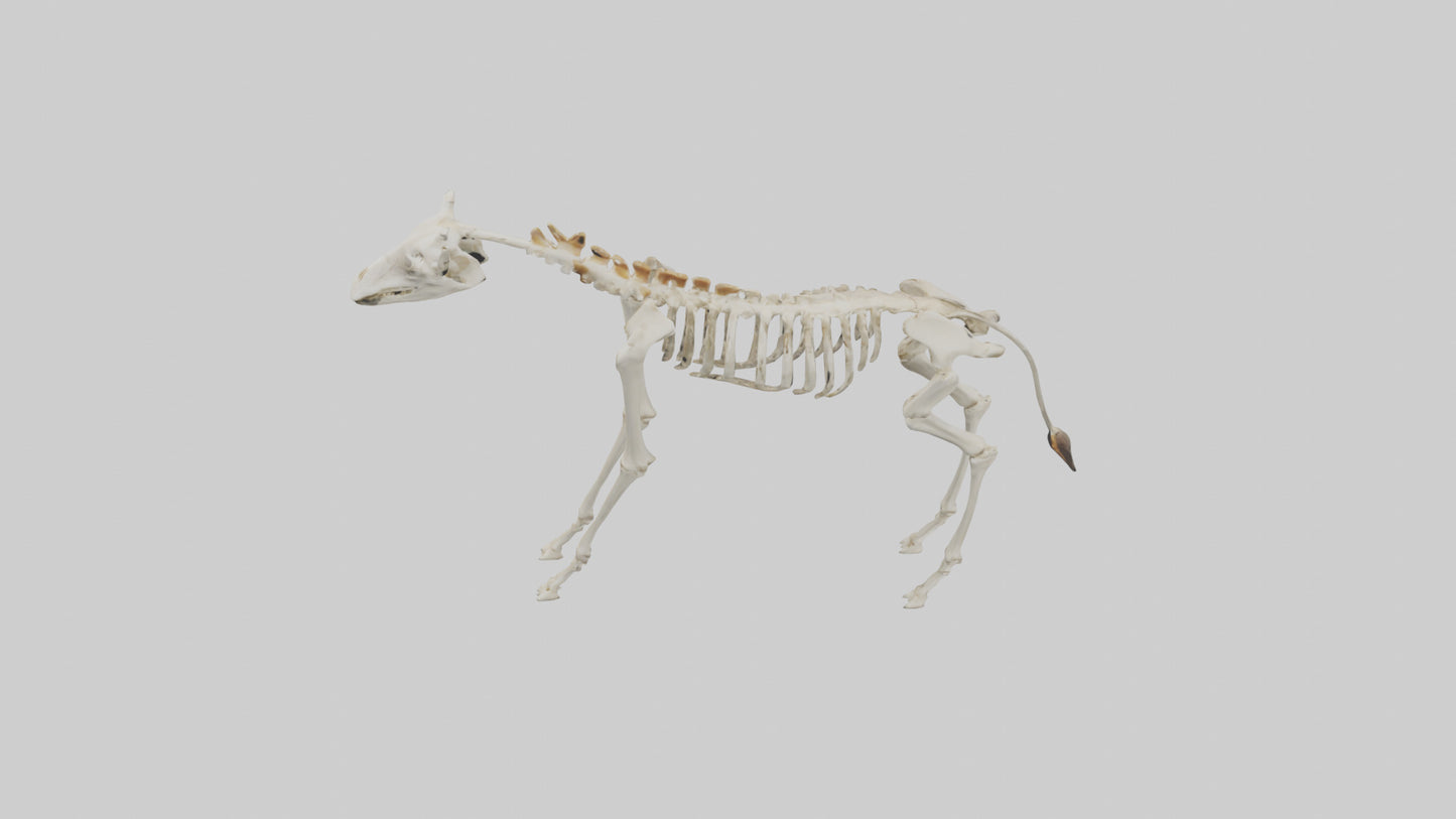 3D model Giraffe Leg Skeleton model VR / AR / low-poly