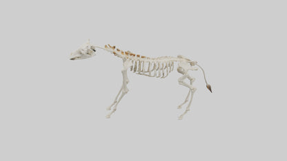 3D model Giraffe Leg Skeleton model VR / AR / low-poly