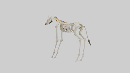 3D model Giraffe Leg Skeleton model VR / AR / low-poly
