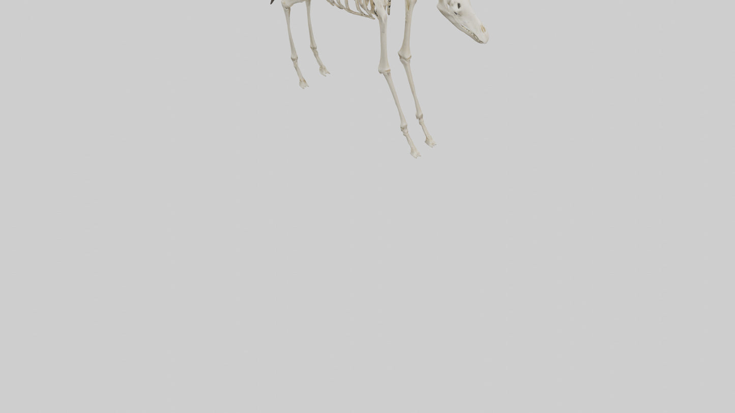 3D model Giraffe Leg Skeleton model VR / AR / low-poly