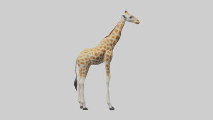Giraffe Legs Model VR / AR / low-poly