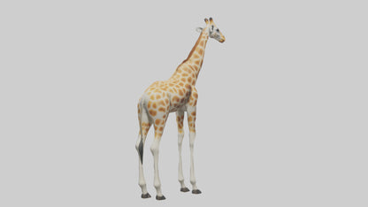 Giraffe Legs Model VR / AR / low-poly