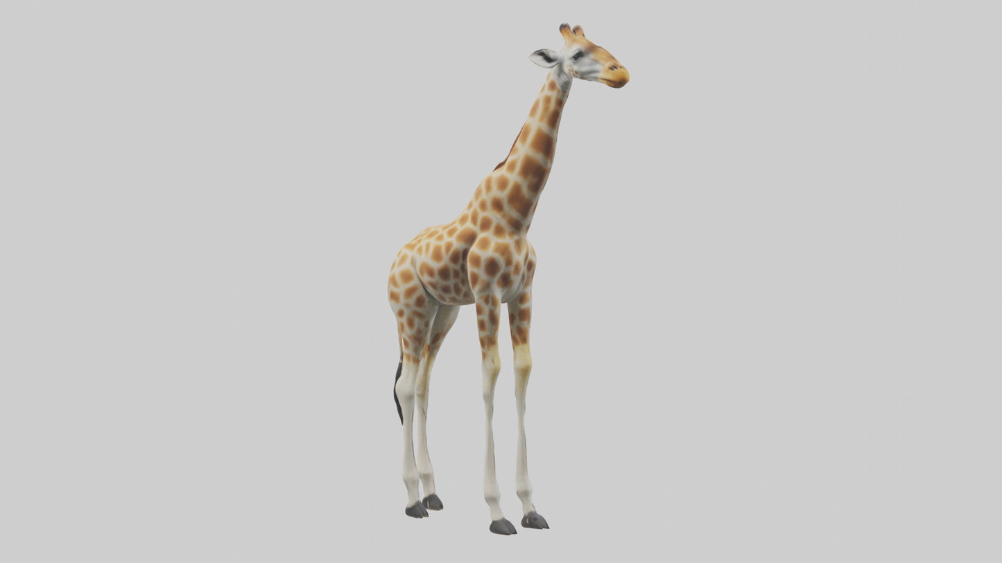 Giraffe Legs Model VR / AR / low-poly